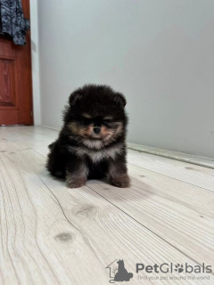 Additional photos: Pomeranian, puppies of the highest quality