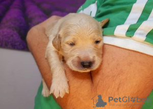Photo №1. non-pedigree dogs - for sale in the city of Кельце | 757$ | Announcement № 80200