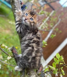 Photo №1. bengal cat - for sale in the city of Aachen | negotiated | Announcement № 176770