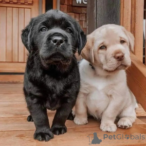 Photo №2 to announcement № 174966 for the sale of labrador retriever - buy in Germany private announcement
