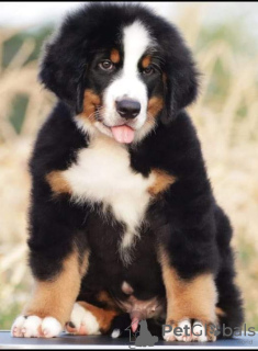 Photo №3. Bernese Mountain Dog puppies. Serbia