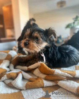 Photo №3. Toilet trained yorkshire. Slovakia