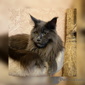 Photo №1. maine coon - for sale in the city of Minsk | 157$ | Announcement № 8828