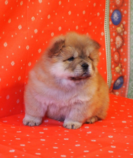 Photo №3. Chow chow puppies. Russian Federation