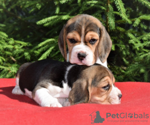 Photo №4. I will sell beagle in the city of Kiev. private announcement, from nursery - price - 650$