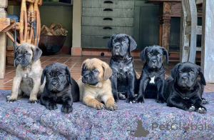 Photo №2 to announcement № 120573 for the sale of cane corso - buy in United Kingdom breeder