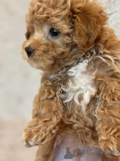 Photo №1. maltipu - for sale in the city of Berlin | 847$ | Announcement № 149827