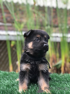 Photo №1. german shepherd - for sale in the city of Zachris | negotiated | Announcement № 157840