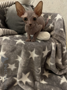Photo №1. sphynx cat - for sale in the city of Euskirchen | 1057$ | Announcement № 77609