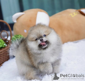 Photo №2 to announcement № 99742 for the sale of pomeranian - buy in Germany breeder