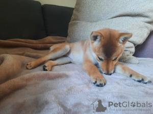 Photo №4. I will sell shiba inu in the city of Warsaw. private announcement - price - negotiated