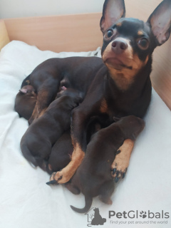 Additional photos: Russian toy terrier puppies