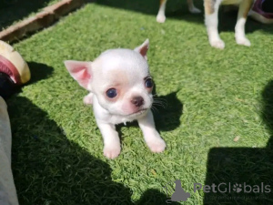 Photo №1. chihuahua - for sale in the city of Belen | 568$ | Announcement № 165371