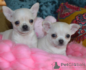 Photo №1. chihuahua - for sale in the city of Bonn | 475$ | Announcement № 41585