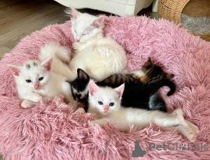 Photo №1. turkish angora - for sale in the city of Giesen | 361$ | Announcement № 174767