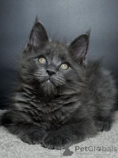 Photo №1. maine coon - for sale in the city of Freysing | negotiated | Announcement № 159070