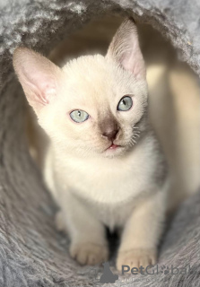 Photo №4. I will sell tonkinese cat in the city of Riga. from nursery - price - 1057$