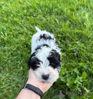 Photo №3. Cavapoo-Welpen schreiben Sie mir per WhatsApp an 44 7453 907158. Germany