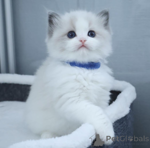 Photo №3. Beautiful Scottish Fold Kittens For Adoption. United States