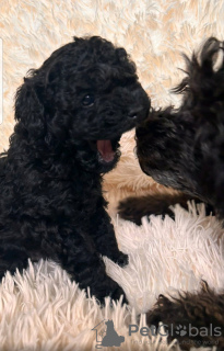 Photo №3. Toy poodle puppy bright black reservation. Ukraine