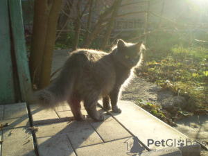Photo №1. british longhair - for sale in the city of Kharkov | negotiated | Announcement № 7710