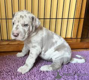 Photo №1. great dane - for sale in the city of Frankfurt | Is free | Announcement № 167642