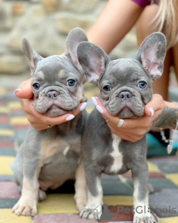 Photo №1. french bulldog - for sale in the city of BeauFort | negotiated | Announcement № 165619