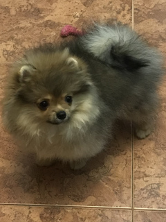 Photo №4. I will sell german spitz in the city of St. Petersburg. breeder - price - negotiated