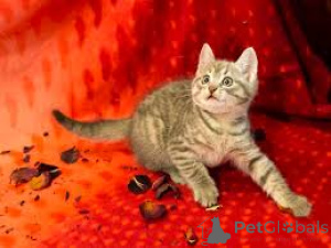 Photo №2 to announcement № 161516 for the sale of european shorthair - buy in Finland private announcement, breeder