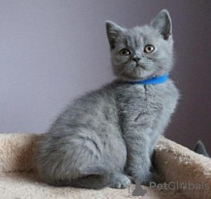 Photo №1. british shorthair - for sale in the city of Гамбург | 211$ | Announcement № 92680