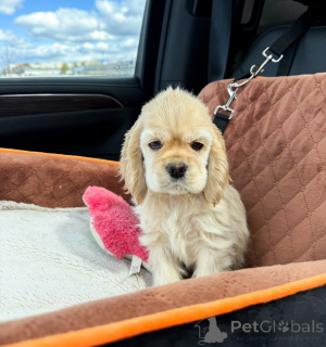 Photo №2 to announcement № 168949 for the sale of american cocker spaniel - buy in Germany breeder