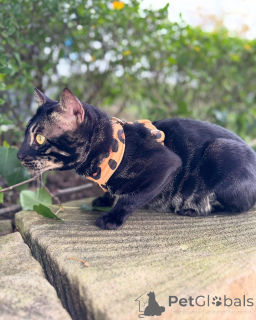 Photo №2 to announcement № 152773 for the sale of bengal cat - buy in France private announcement