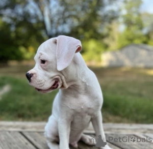 Photo №2 to announcement № 103383 for the sale of american pit bull terrier - buy in United States private announcement, breeder
