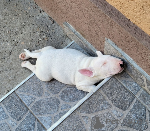 Photo №2 to announcement № 20324 for the sale of bull terrier - buy in Russian Federation from nursery