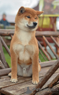 Photo №4. I will sell shiba inu in the city of Gomel. private announcement - price - 1538$