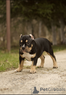 Photo №2 to announcement № 19174 for the sale of american bully - buy in Russian Federation from nursery