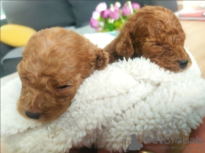 Photo №1. poodle (toy) - for sale in the city of Belgrade | negotiated | Announcement № 128097