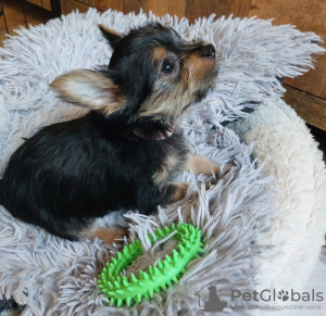 Additional photos: 2 Stunning Yorkshire Terrier Pups Left (10 weeks Old)