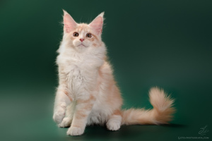 Photo №1. maine coon - for sale in the city of Москва | 646$ | Announcement № 4895