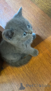 Photo №2 to announcement № 157349 for the sale of russian blue - buy in Germany from the shelter, breeder