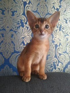 Photo №1. abyssinian cat - for sale in the city of Slutsk | 501$ | Announcement № 817