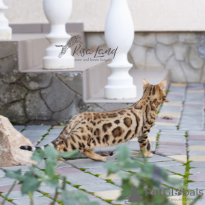 Photo №4. I will sell bengal cat in the city of Москва. private announcement, from nursery, breeder - price - 1005$