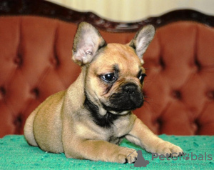 Photo №4. I will sell french bulldog in the city of Belgrade. breeder - price - negotiated