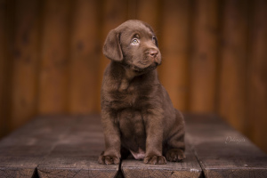 Photo №1. labrador retriever - for sale in the city of Vinnitsa | negotiated | Announcement № 3734
