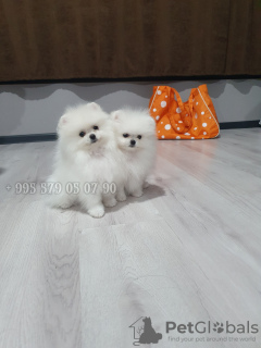 Photo №3. White mini Pomeranian Spitz puppies, boo type, Korean blood.. Georgia