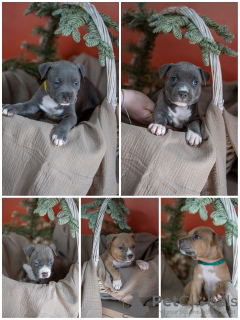Photo №1. american staffordshire terrier - for sale in the city of Москва | negotiated | Announcement № 97163