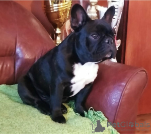 Additional photos: French bulldog puppies