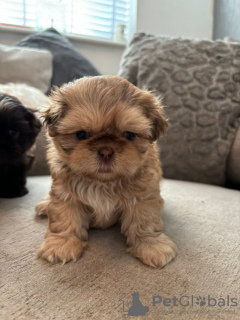 Photo №1. shih tzu - for sale in the city of Рюдесхайм-на-Рейне | 370$ | Announcement № 103519