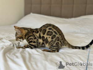 Photo №3. Gorgeous Bengal boy. United States