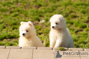 Photo №4. I will sell samoyed dog in the city of Kalisz. breeder - price - 1004$
